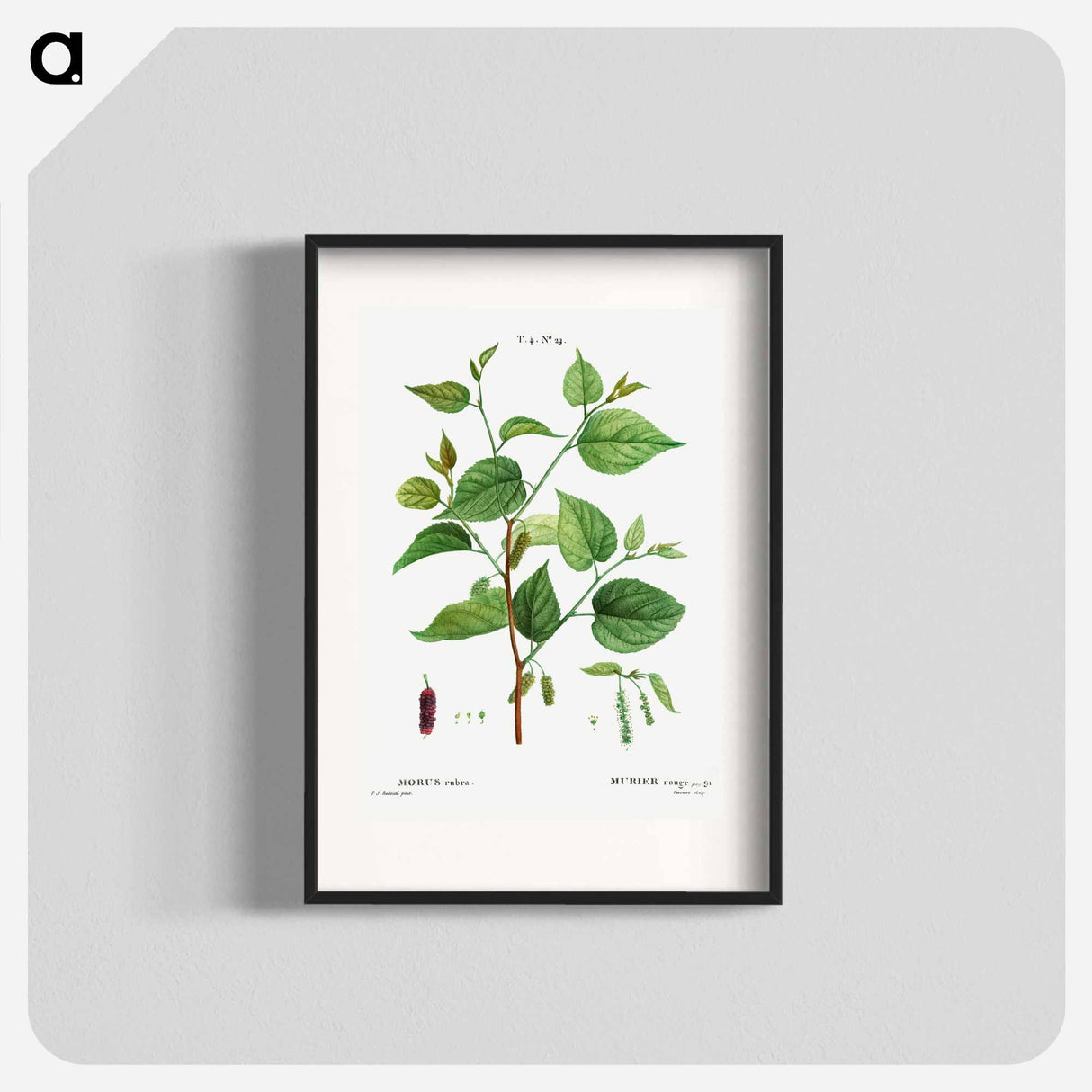 Red mulberry - Pierre Joseph Redouté Poster.