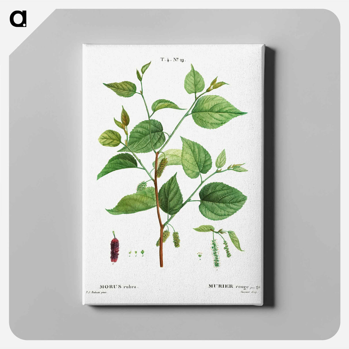 Red mulberry - Pierre Joseph Redouté Canvas.