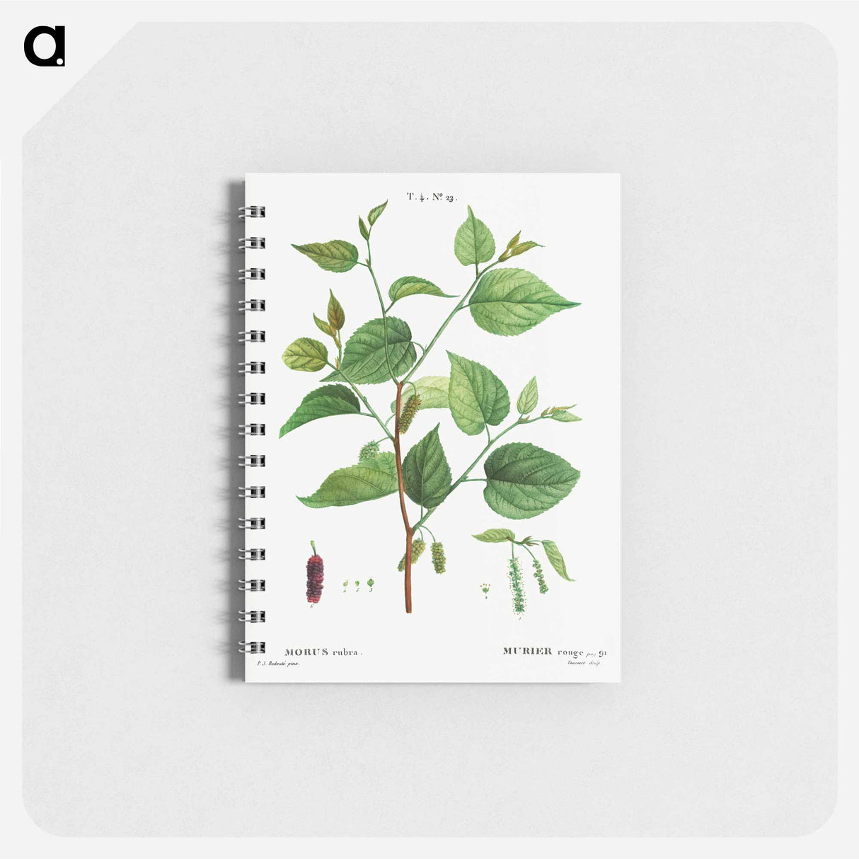 Red mulberry - ピエール ジョゼフ ルドゥーテ Memo.