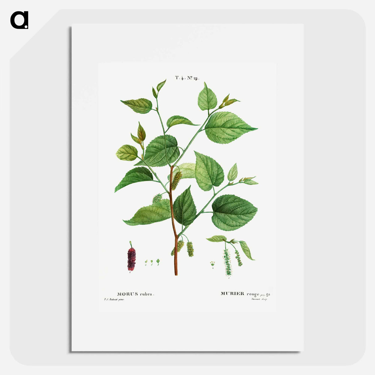 Red mulberry - Pierre Joseph Redouté Poster.