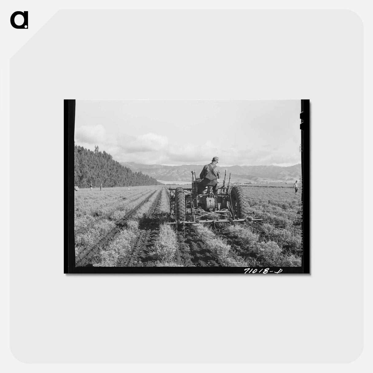 アートポストカード-Guayule Cultivation
- ラッセル リー Postcard.