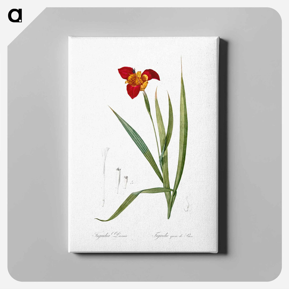 Tiger flower illustration - ピエール ジョゼフ ルドゥーテ Canvas.