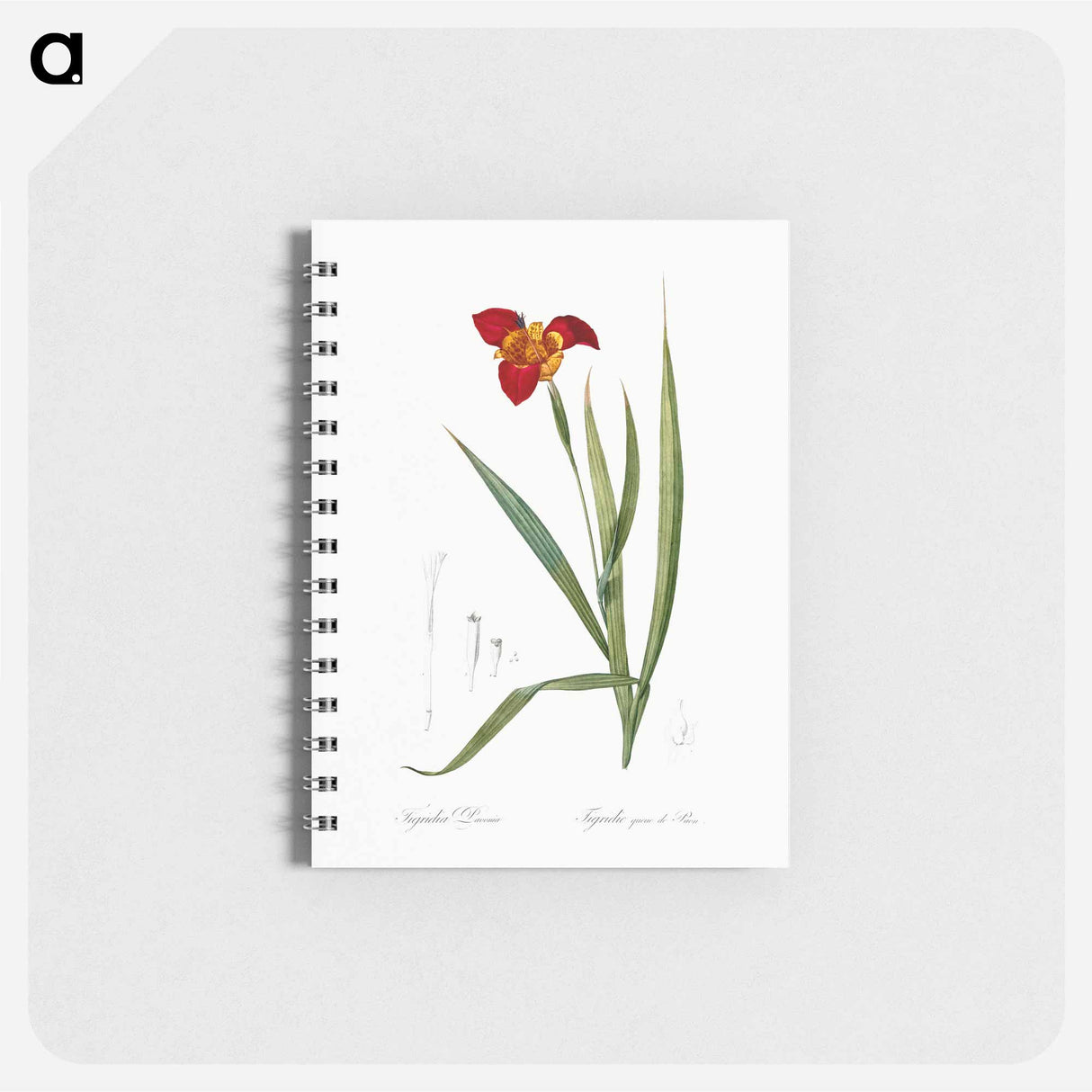 Tiger flower illustration - ピエール ジョゼフ ルドゥーテ Memo.