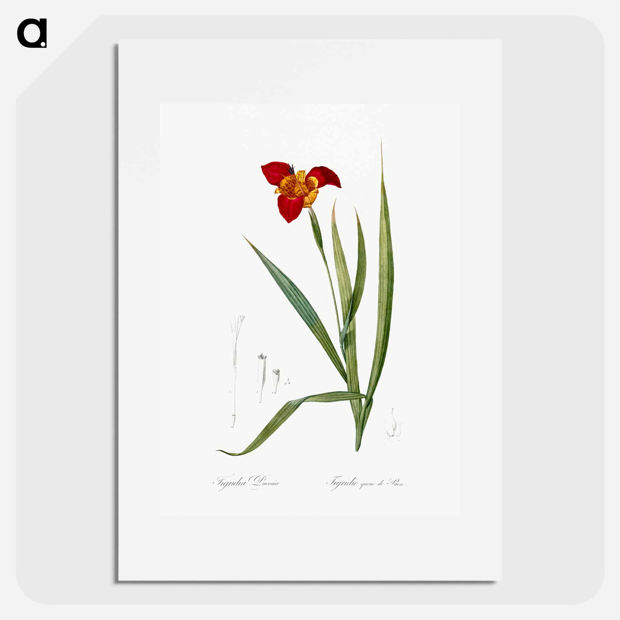 Tiger flower illustration - ピエール ジョゼフ ルドゥーテ Poster.