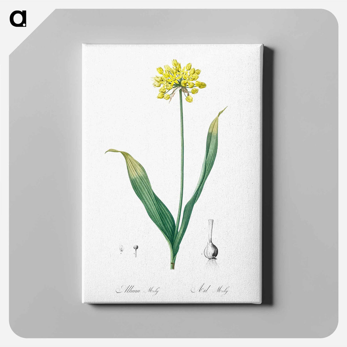 Golden garlic illustration - Pierre Joseph Redouté Canvas.