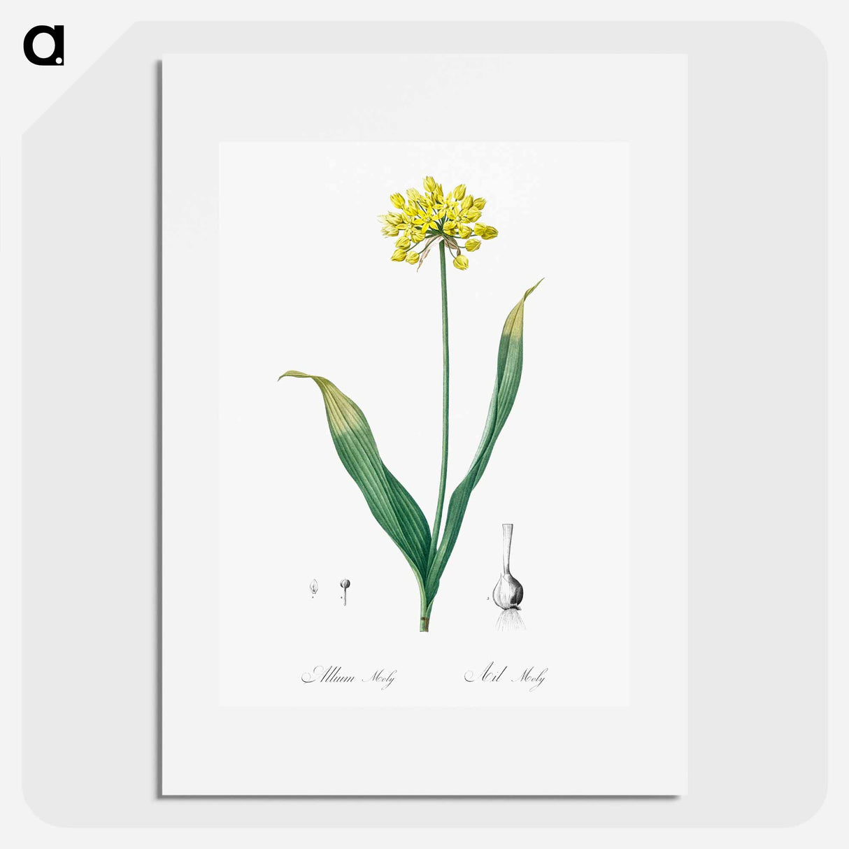 Golden garlic illustration - Pierre Joseph Redouté Poster.