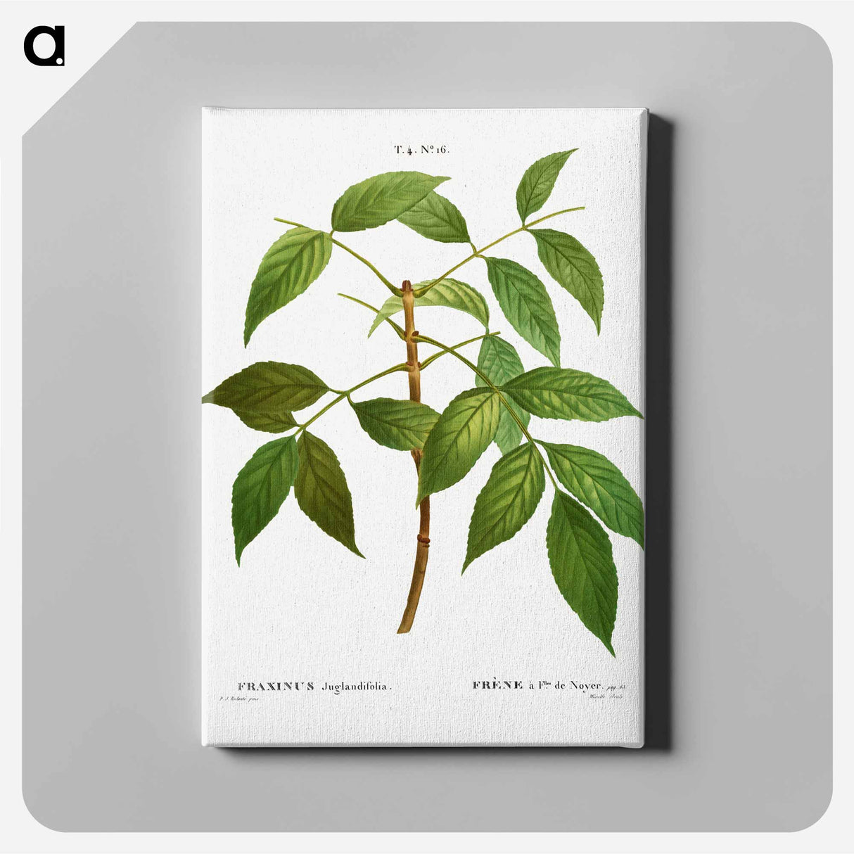 American ash, Fraxinus juglandifolia - Pierre-Joseph Redouté Canvas.