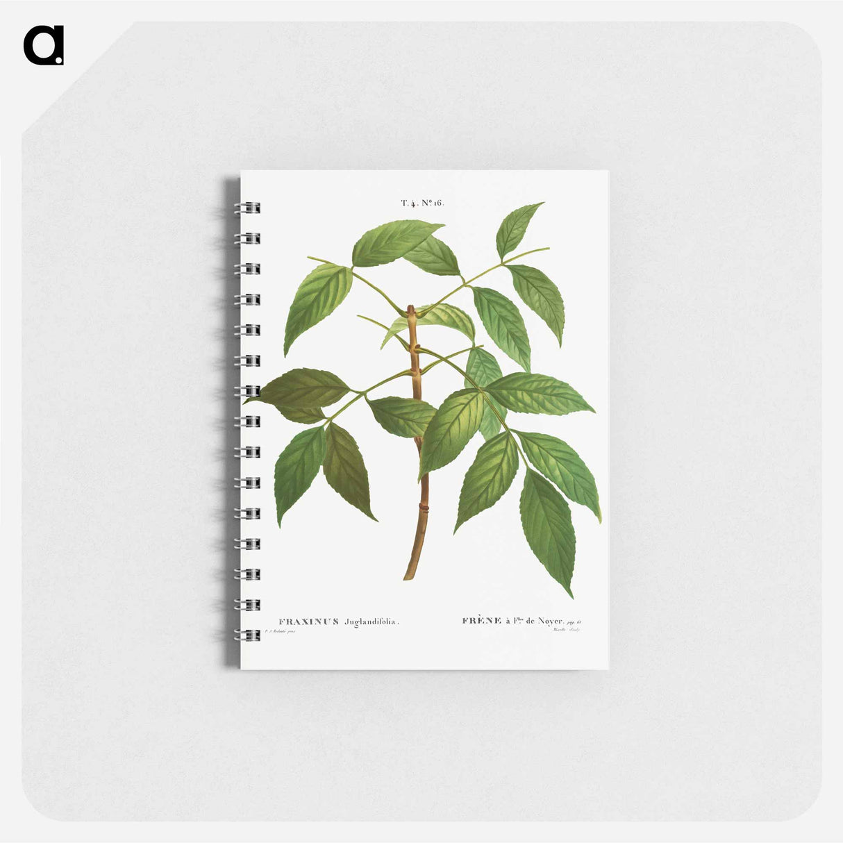 American ash, Fraxinus juglandifolia - ピエール ジョゼフ ルドゥーテ Memo.