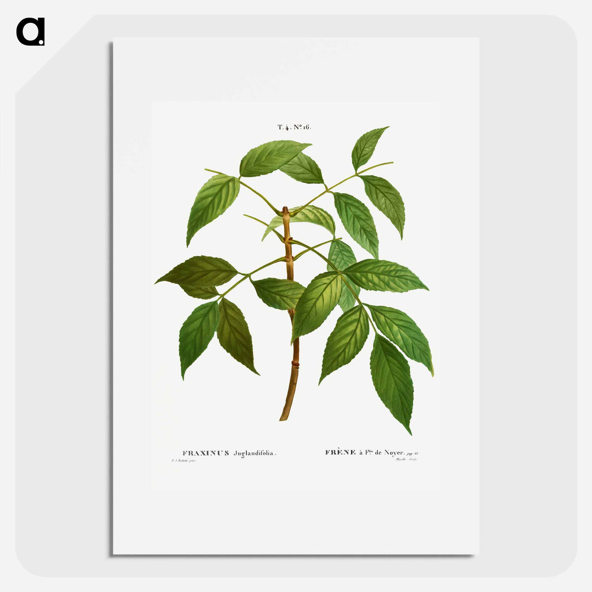 American ash, Fraxinus juglandifolia - Pierre-Joseph Redouté Poster.