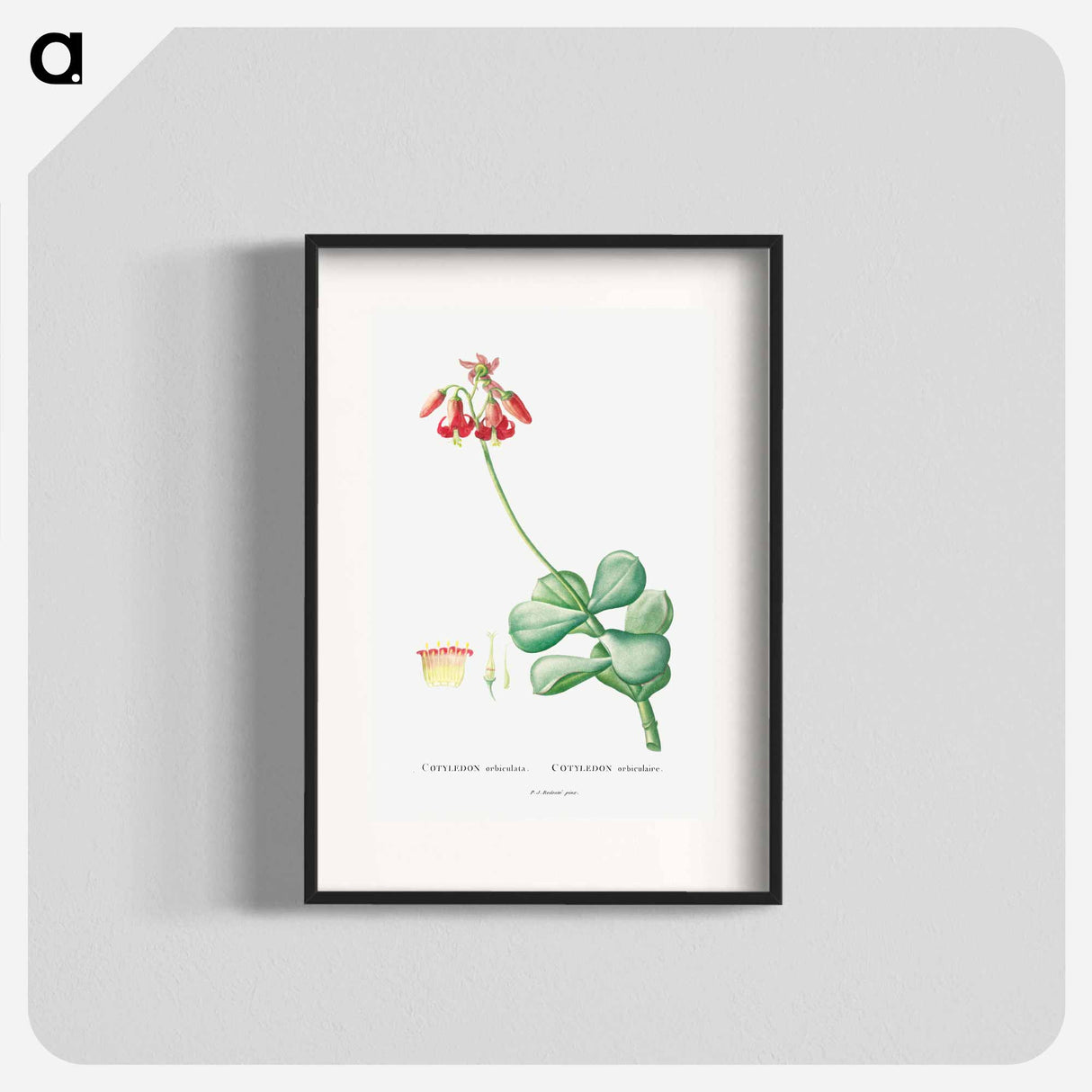 Cotyledon Orbiculata - Pierre Joseph Redouté Poster.