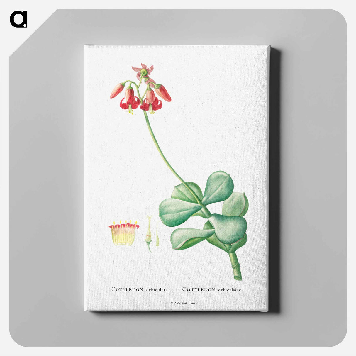 Cotyledon Orbiculata - Pierre-Joseph Redouté Canvas.