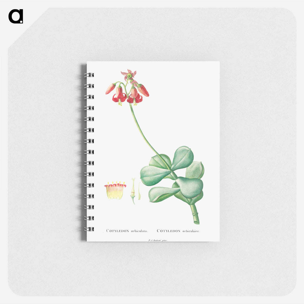 アートメモ帳-Cotyledon Orbiculata - ピエール ジョゼフ ルドゥーテ Memo.