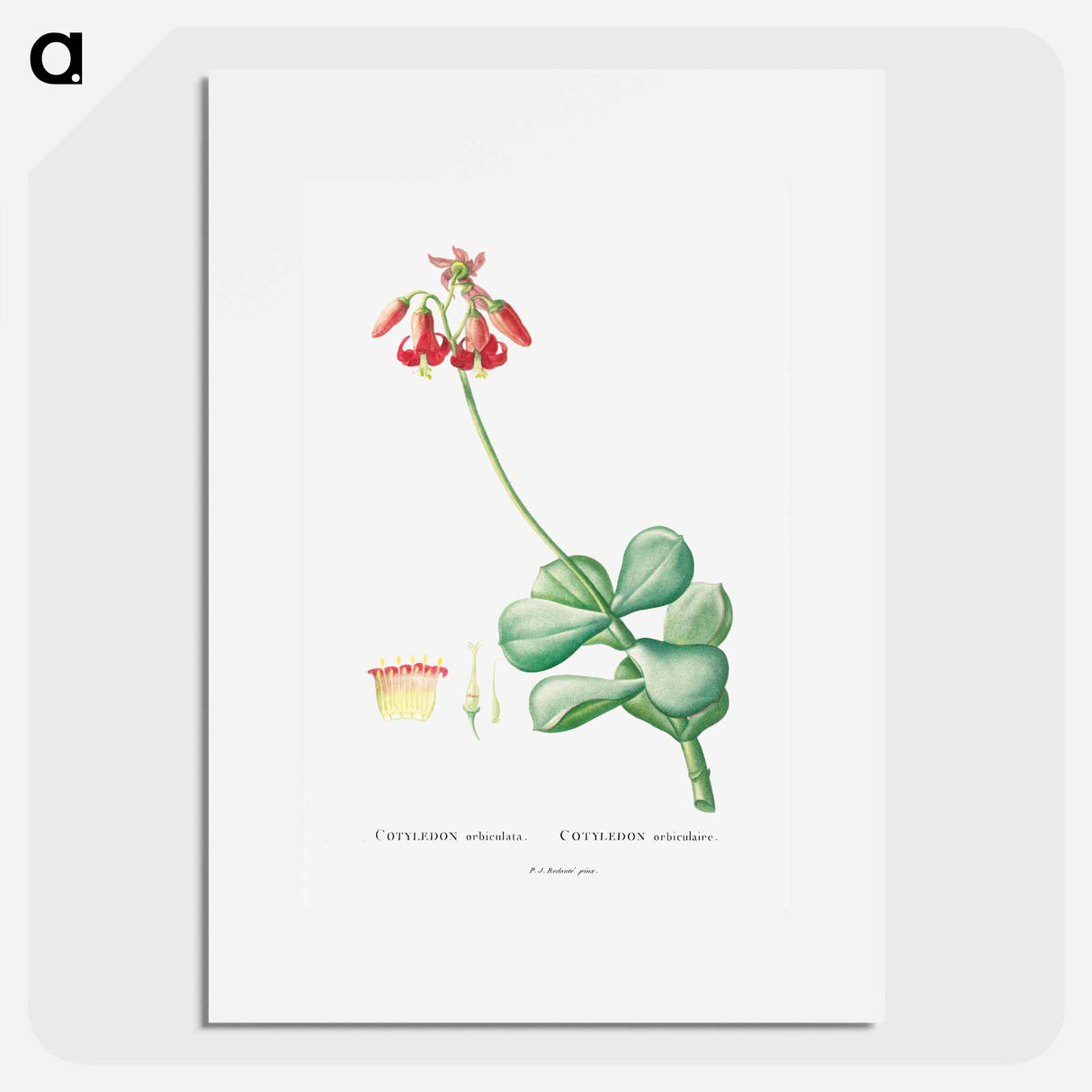 Cotyledon Orbiculata - Pierre Joseph Redouté Poster.