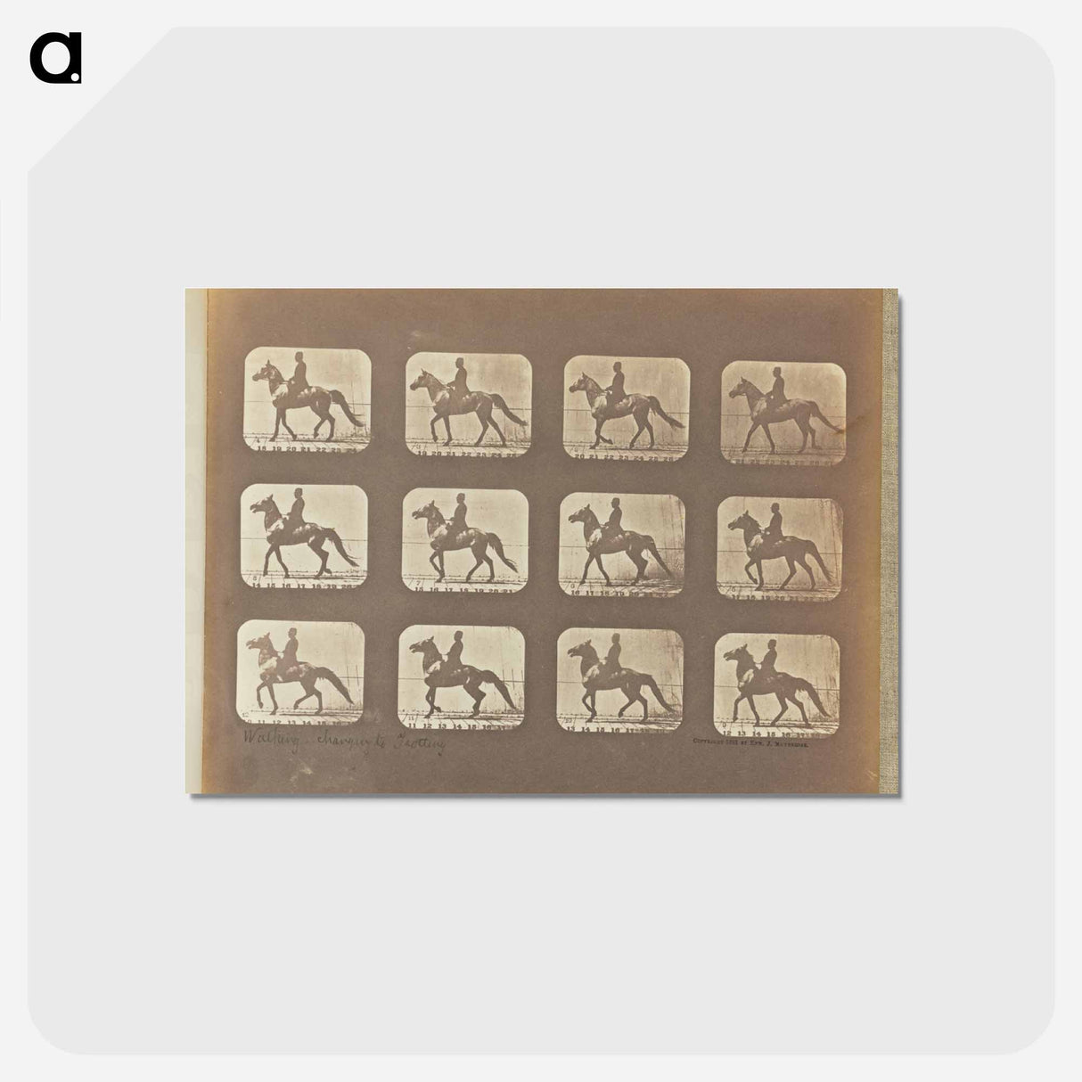 アートポストカード-Walking - Changing to Trotting
- エドワード マイブリッジ Postcard.