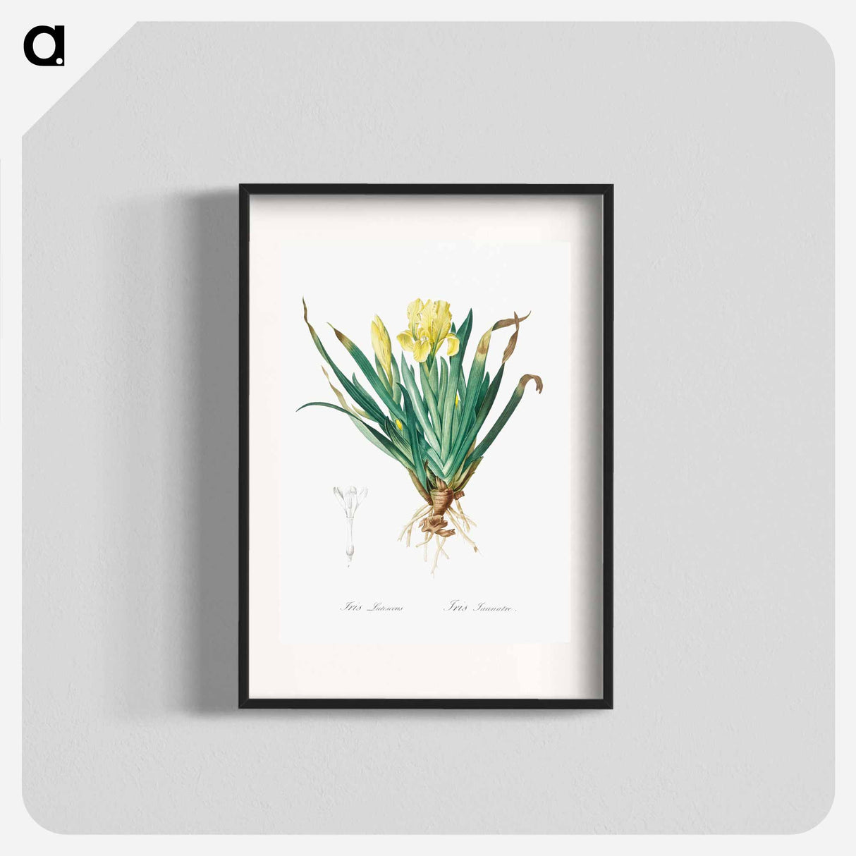 Crimean iris illustration - Pierre Joseph Redouté Poster.