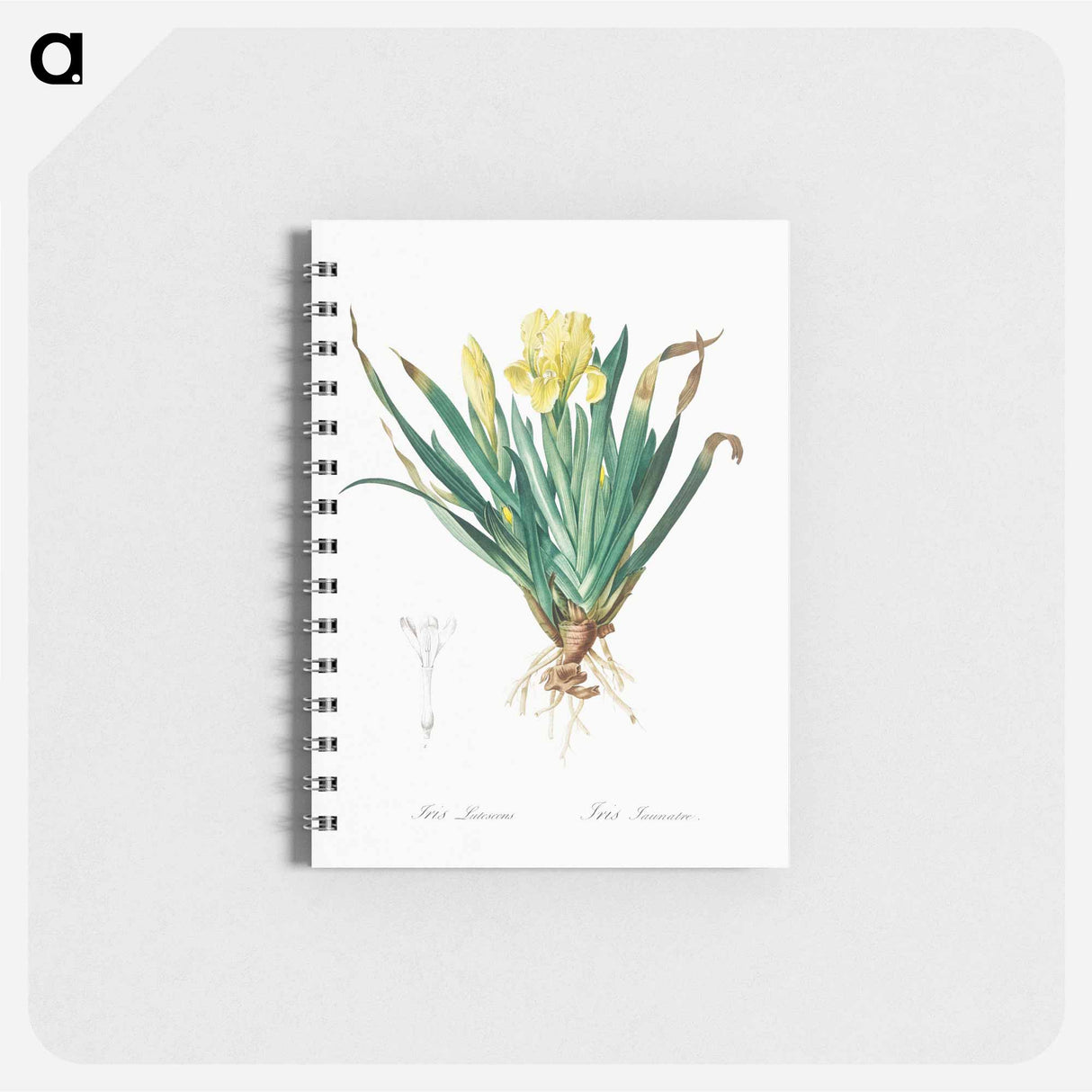 アートメモ帳-Crimean iris illustration - ピエール ジョゼフ ルドゥーテ Memo.