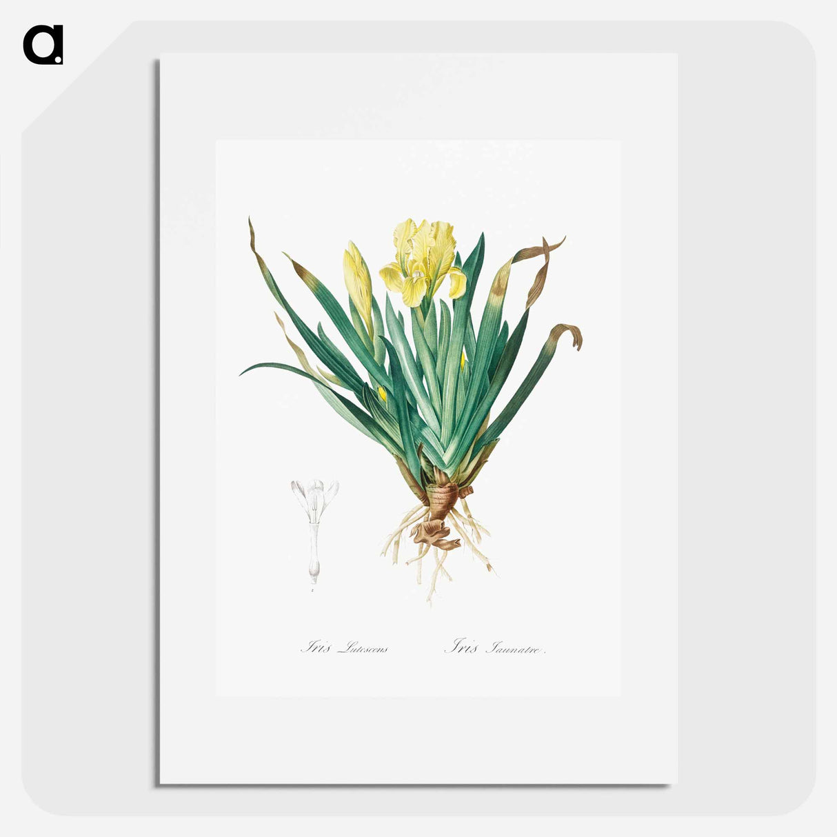 Crimean iris illustration - Pierre Joseph Redouté Poster.