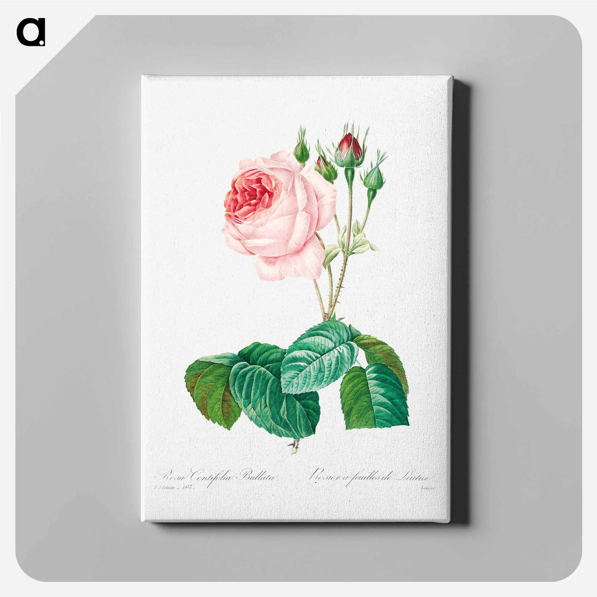 Cabbage rose - Pierre Joseph Redouté Canvas.