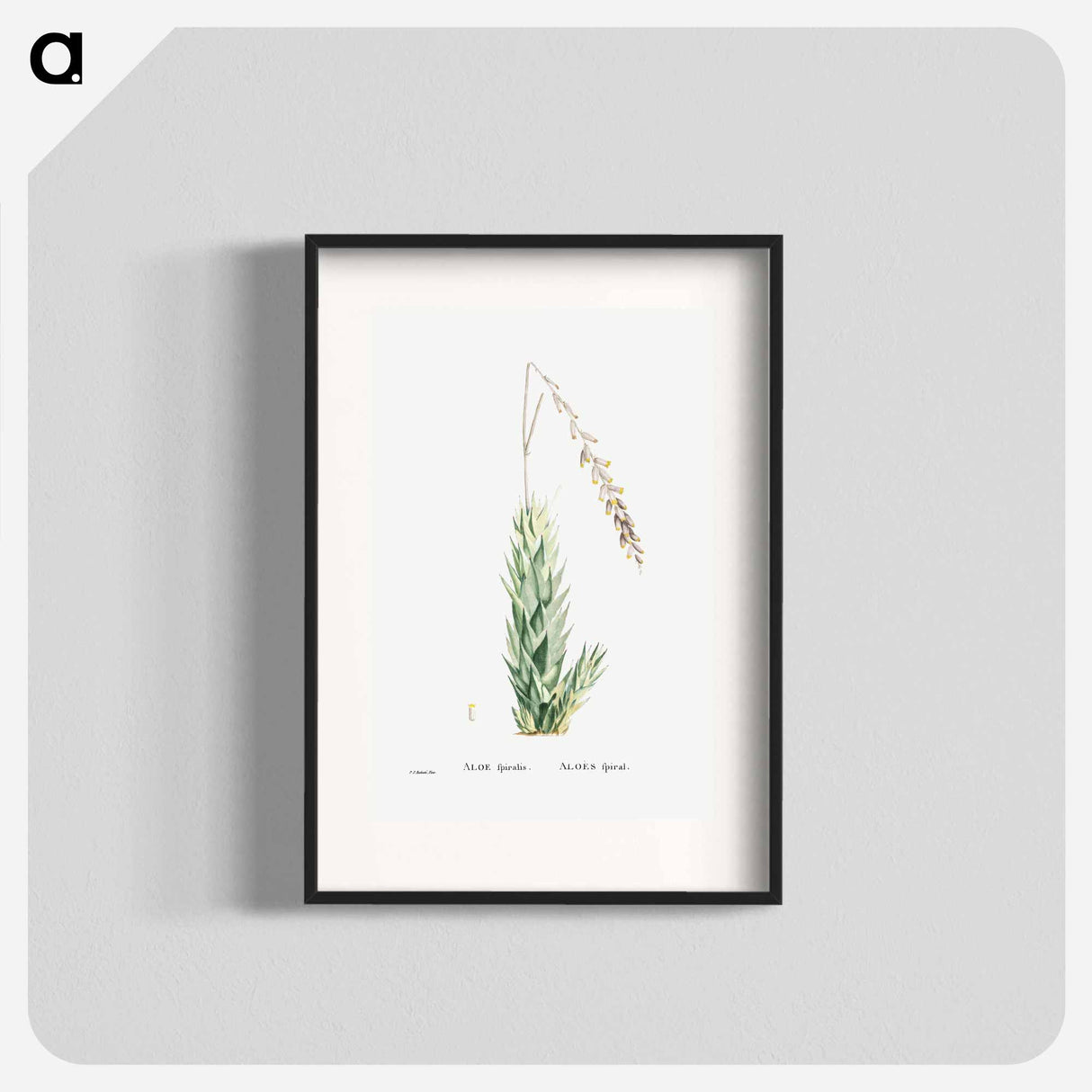 アートポスター-Aloe Fpiralis (Spiral Aloe) - ピエール ジョゼフ ルドゥーテ Poster.