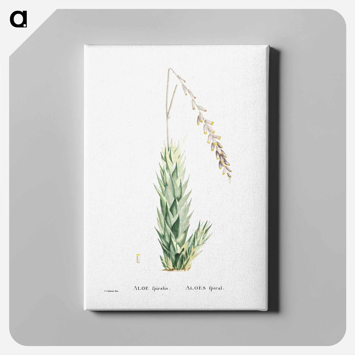 アートパネル-Aloe Fpiralis (Spiral Aloe) - ピエール ジョゼフ ルドゥーテ Canvas.