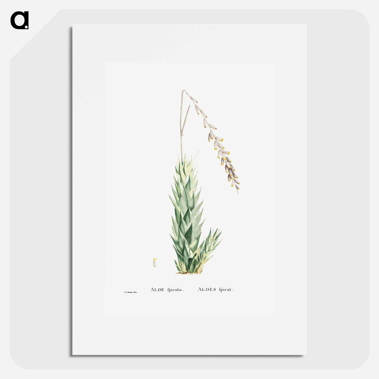 アートポスター-Aloe Fpiralis (Spiral Aloe) - ピエール ジョゼフ ルドゥーテ Poster.
