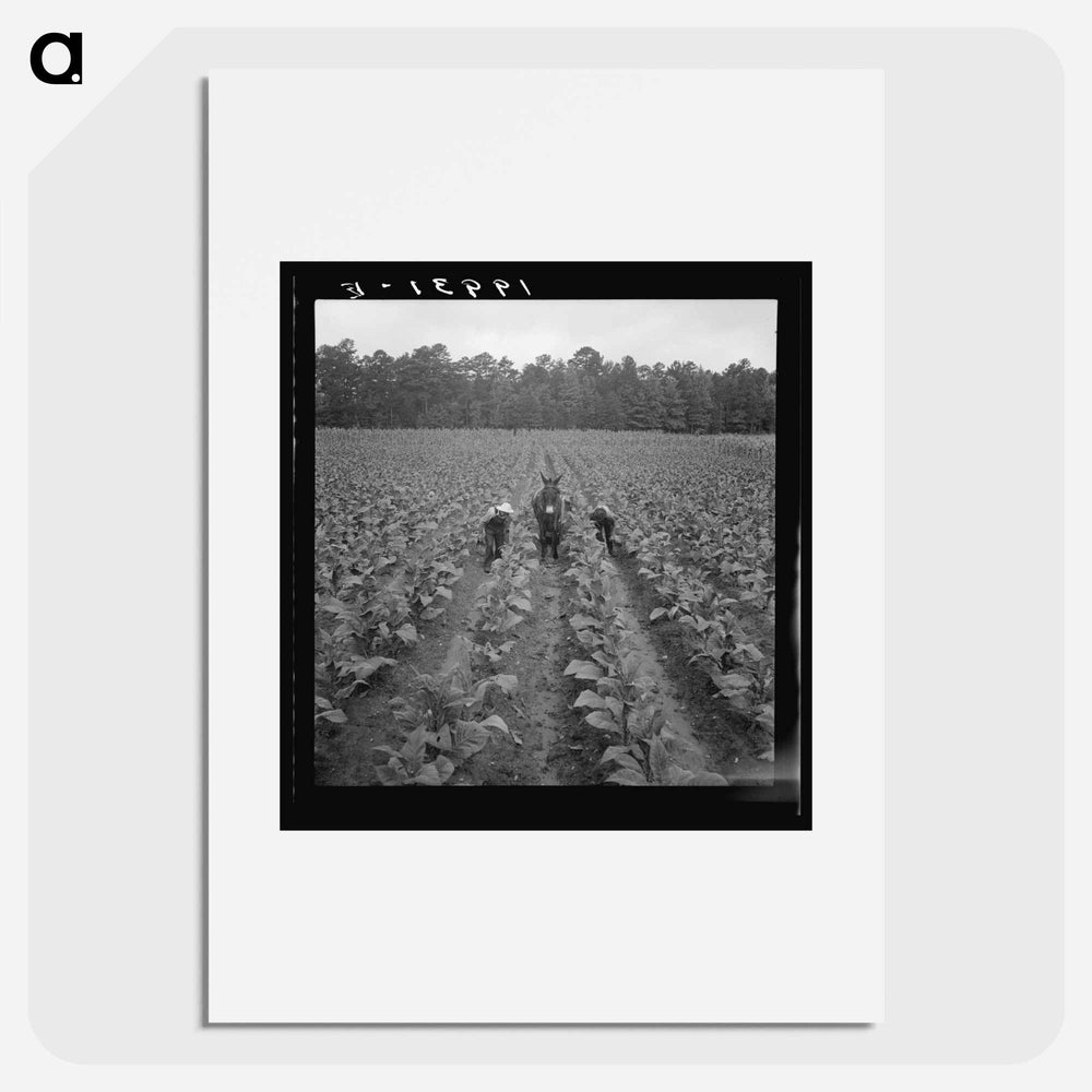 Untitled photo, possibly related to: Putting in tobacco. Shoofly, North Carolina - Dorothea Lange Poster.