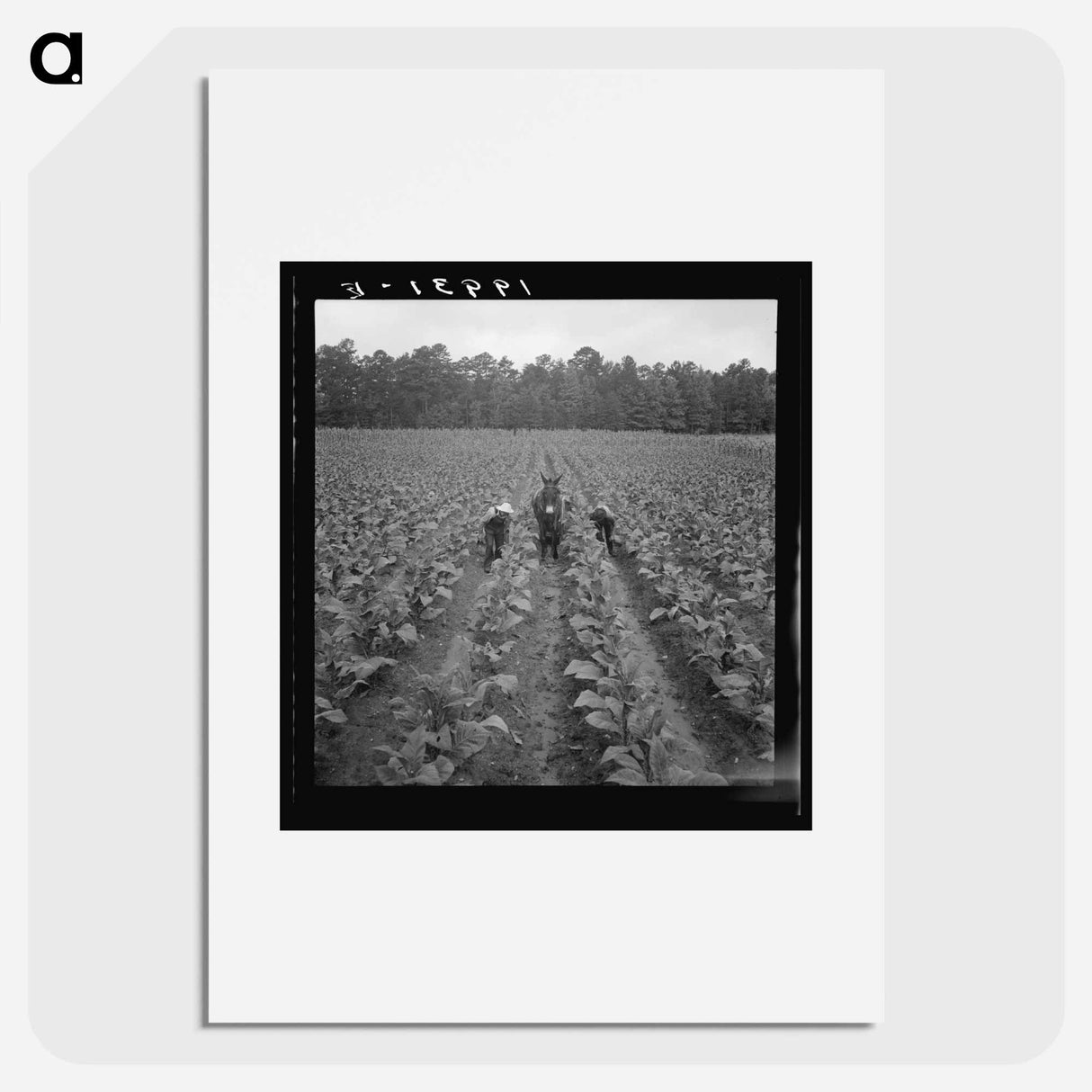 Untitled photo, possibly related to: Putting in tobacco. Shoofly, North Carolina - Dorothea Lange Poster.