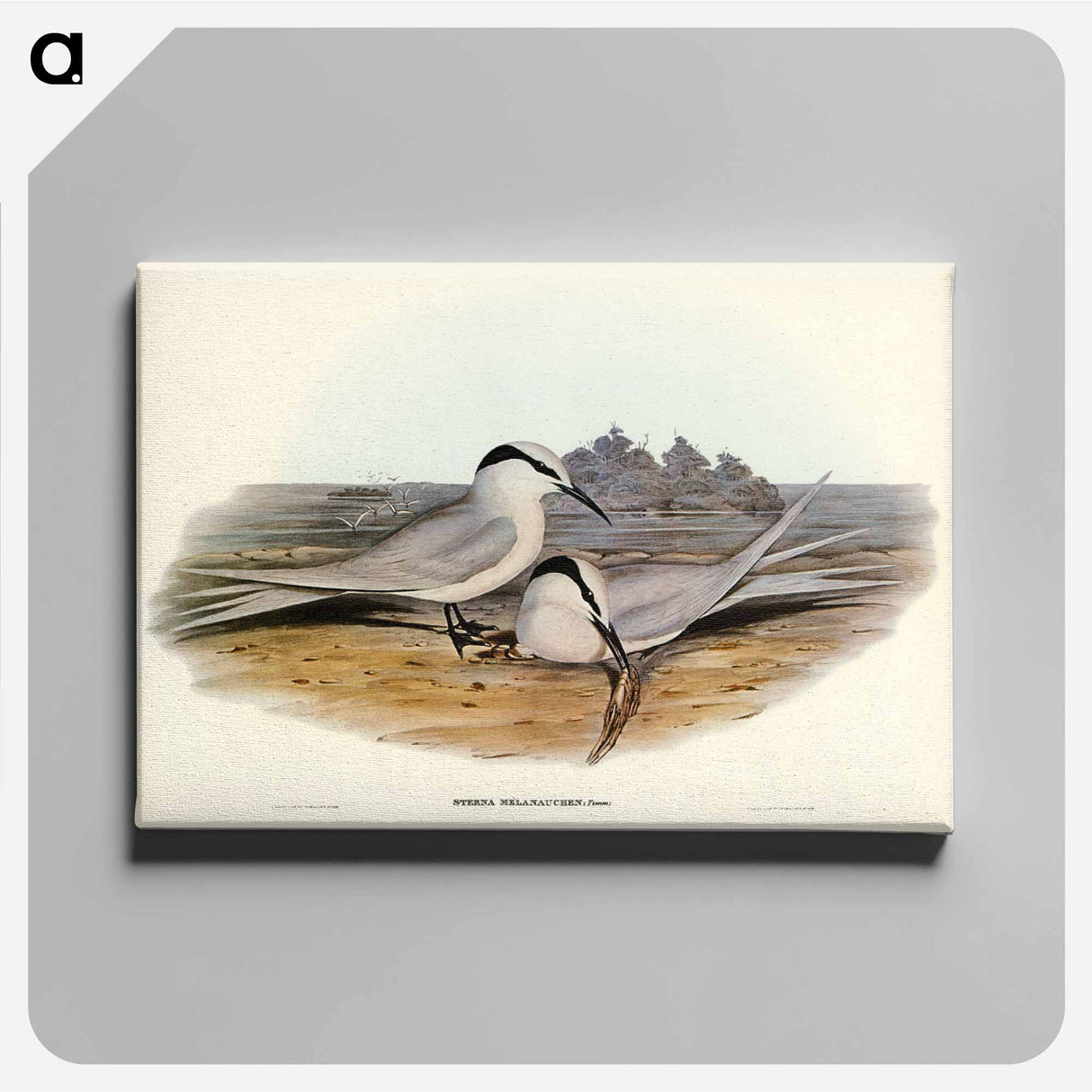 アートパネル-Black-naped Tern
- ジョン グールド Canvas.