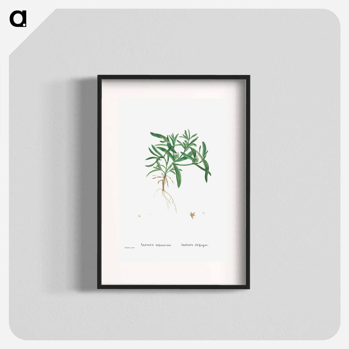 アートポスター-Aizoon Hifpanicum - ピエール ジョゼフ ルドゥーテ Poster.
