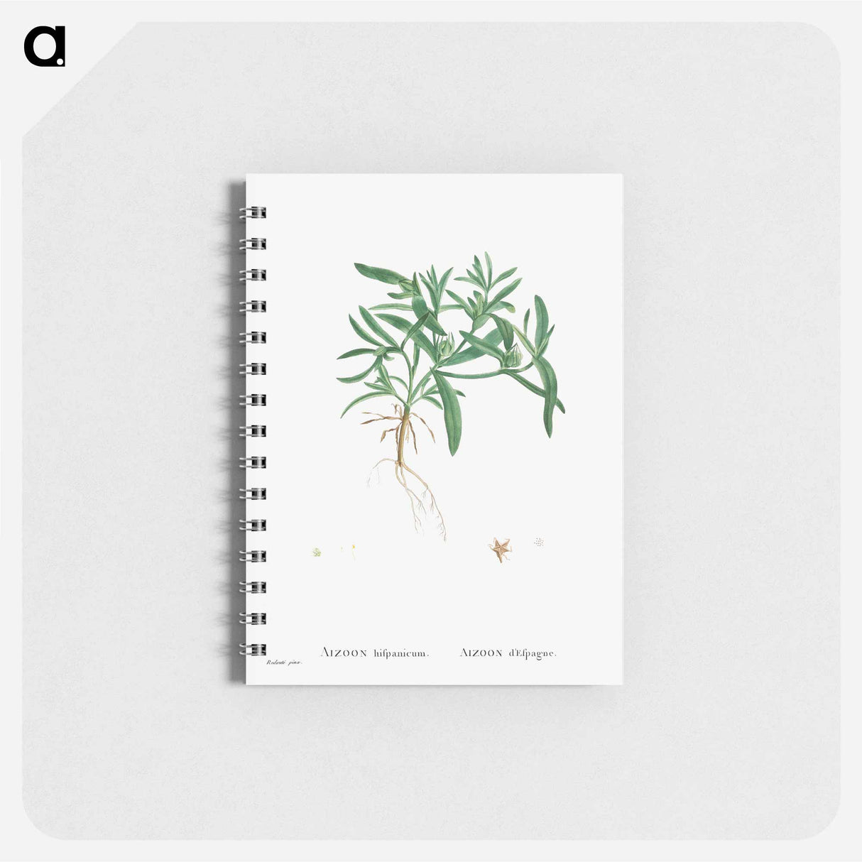 アートメモ帳-Aizoon Hifpanicum - ピエール ジョゼフ ルドゥーテ Memo.