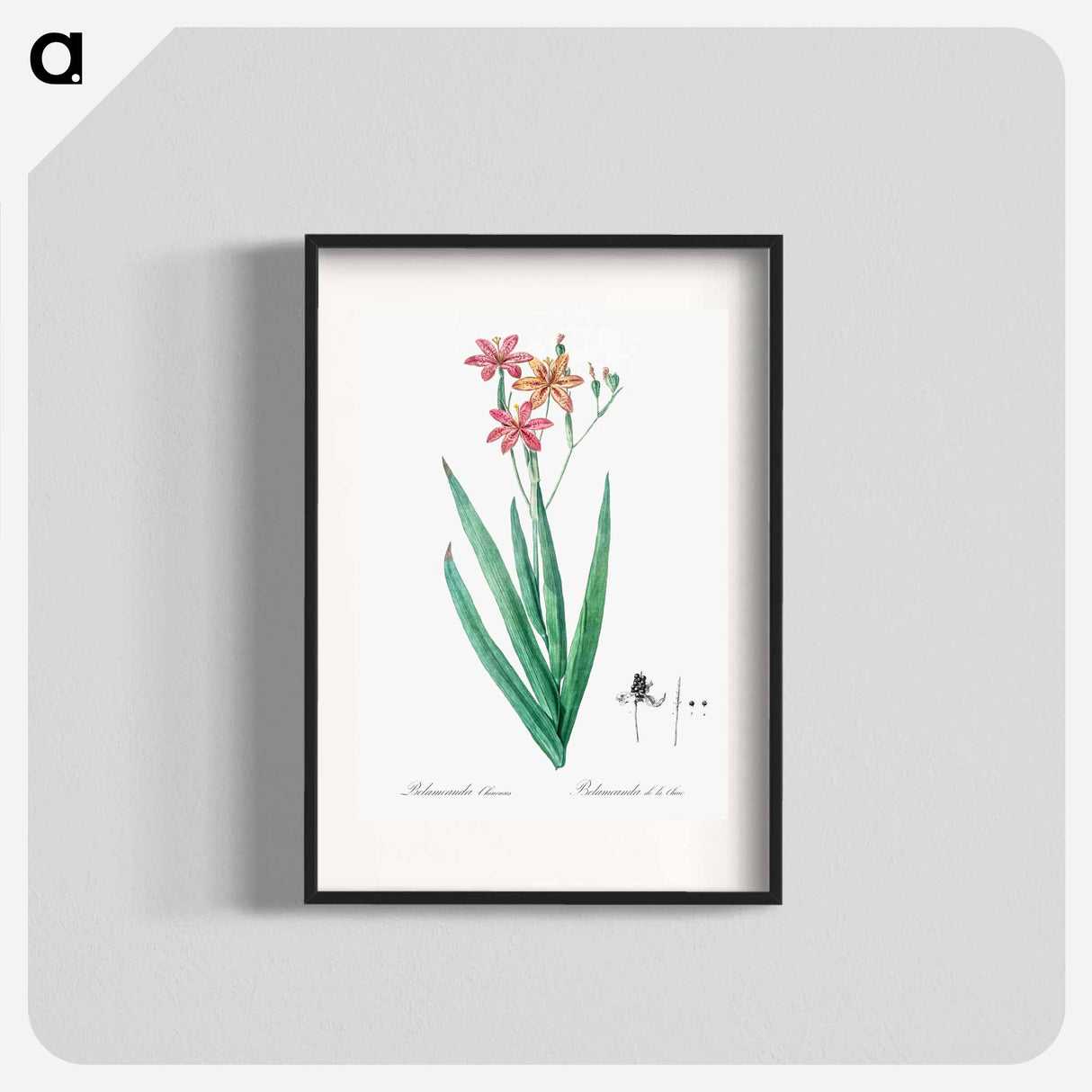 Blackberry Lily - Pierre Joseph Redouté Poster.