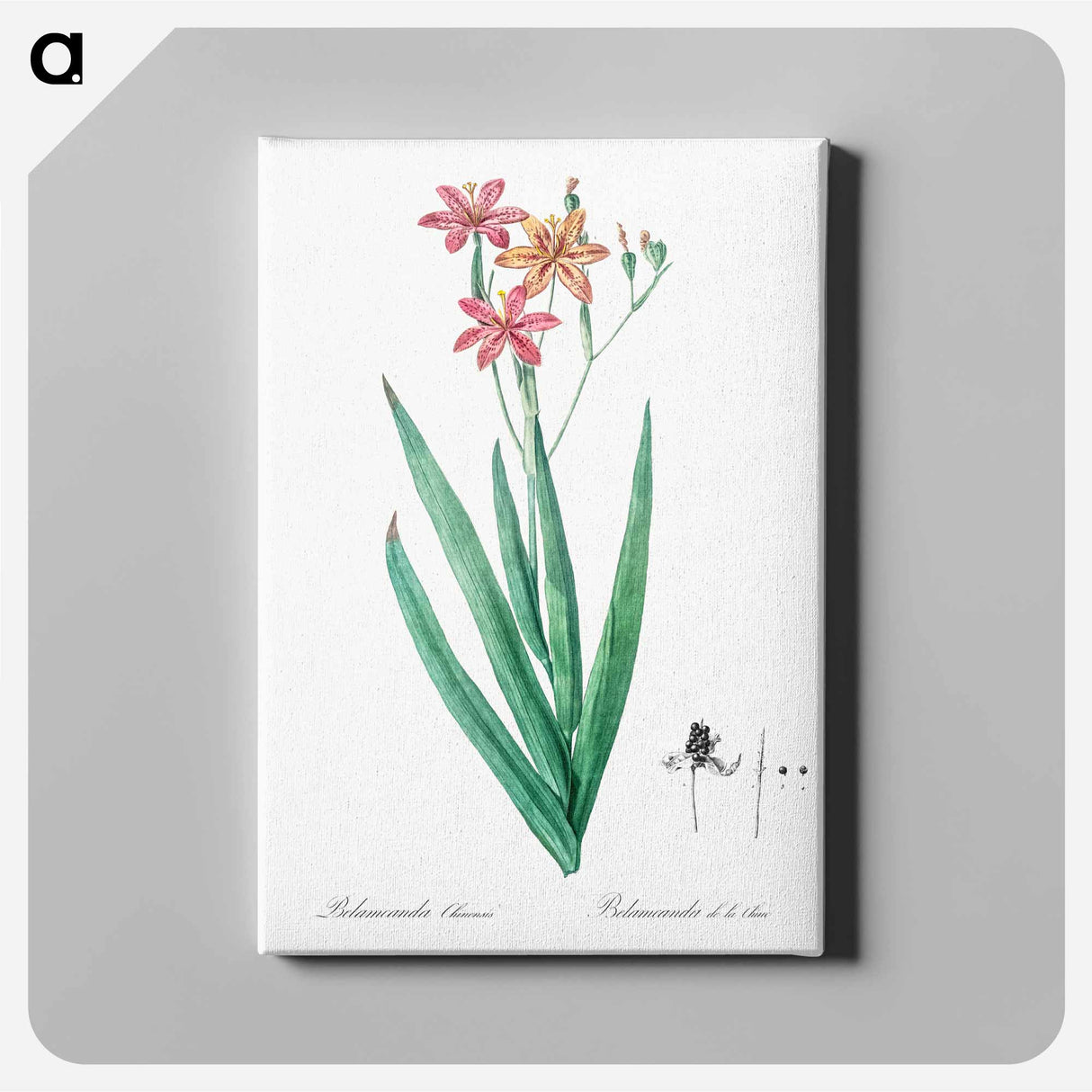 Blackberry Lily - Pierre Joseph Redouté Canvas.