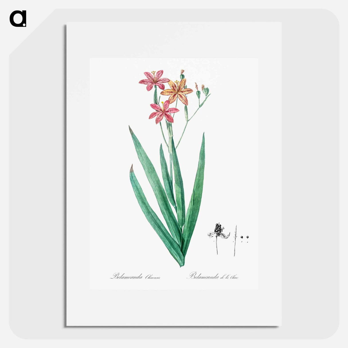 Blackberry Lily - Pierre Joseph Redouté Poster.