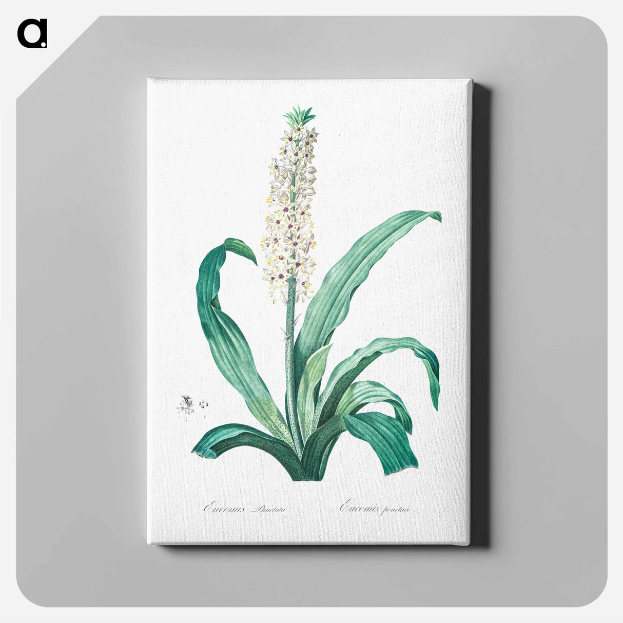 Eucomis punctata - Pierre-Joseph Redouté Canvas.