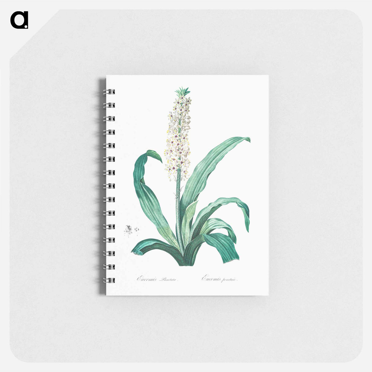 アートメモ帳-Eucomis punctata - ピエール ジョゼフ ルドゥーテ Memo.