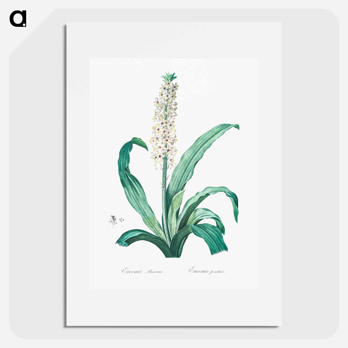Eucomis punctata - Pierre Joseph Redouté Poster.