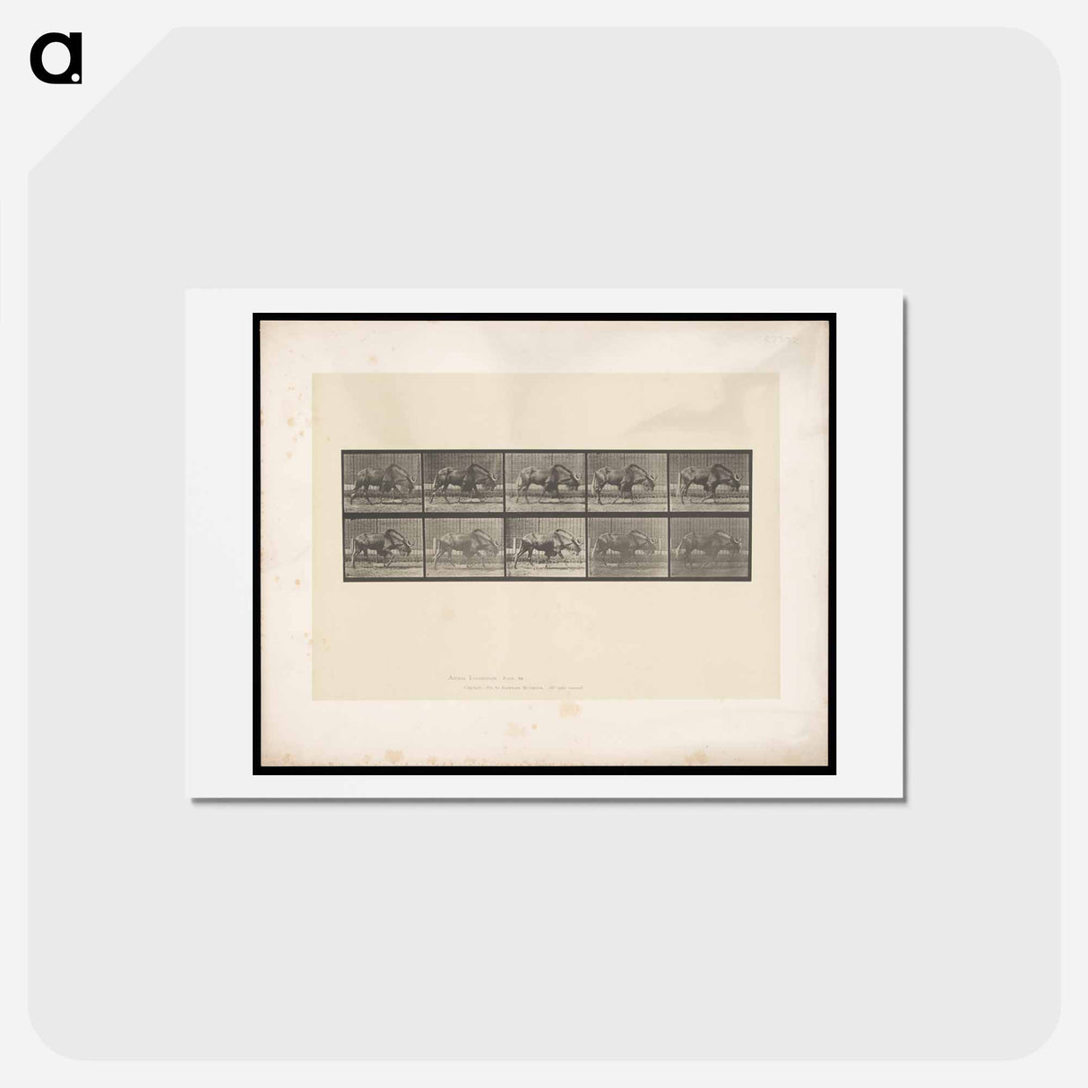 アートポストカード-Walking Gnu
- エドワード マイブリッジ Postcard.