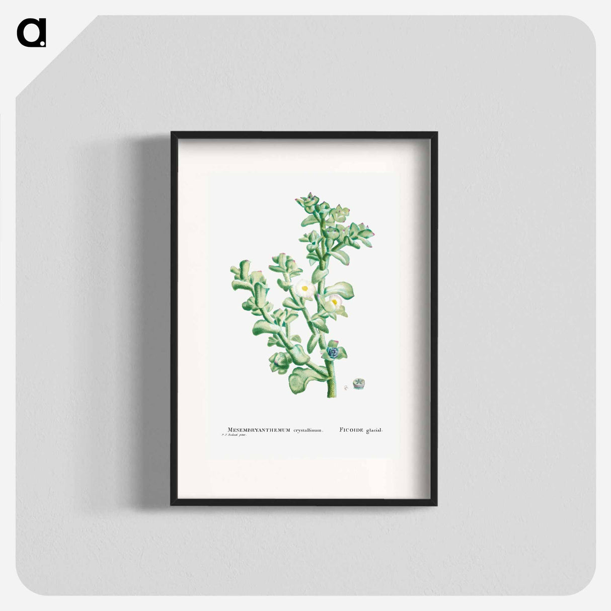Mesembryanthemum Crystallinum (Common Iceplant) - Pierre-Joseph Redouté Poster.