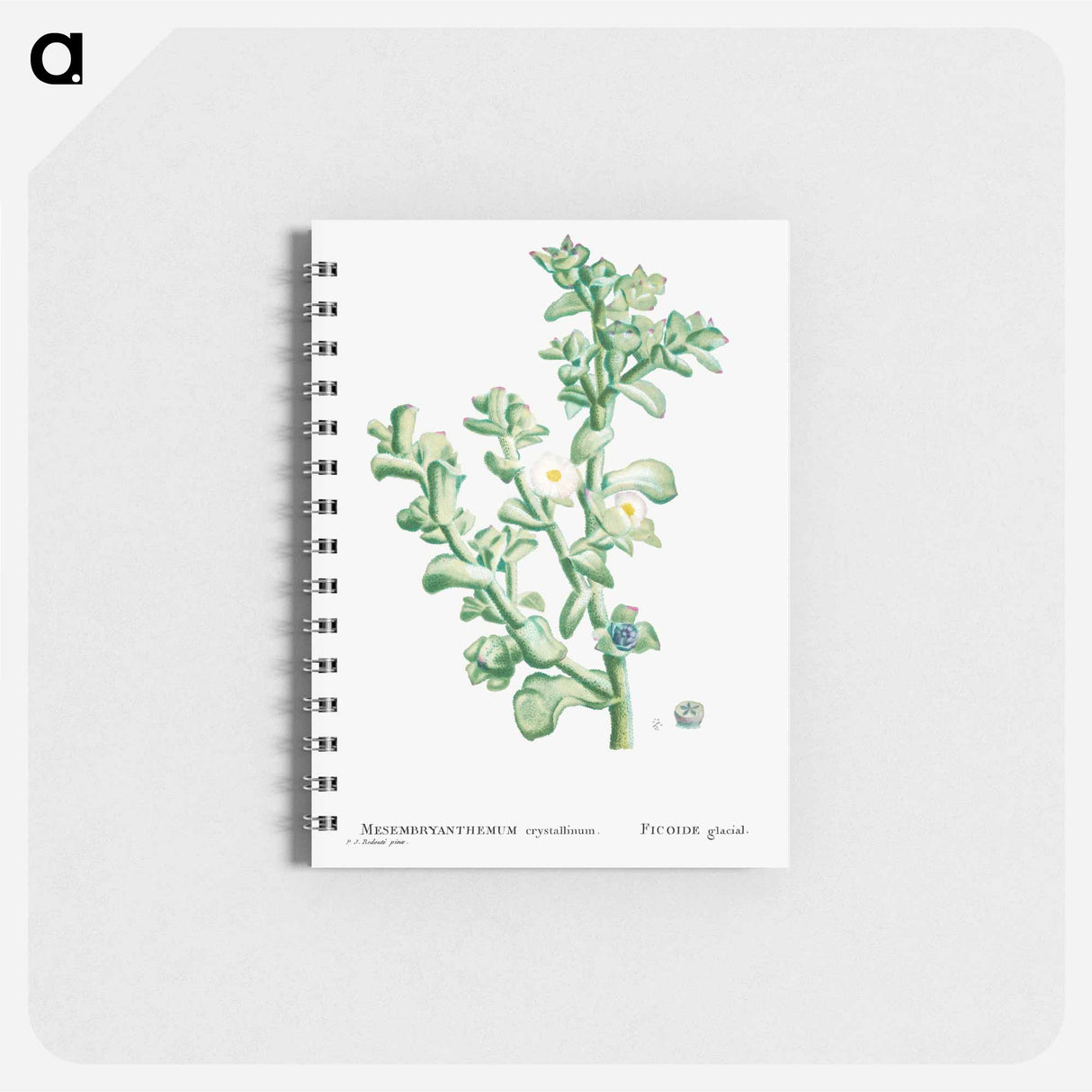 アートメモ帳-Mesembryanthemum Crystallinum (Common Iceplant) - ピエール ジョゼフ ルドゥーテ Memo.