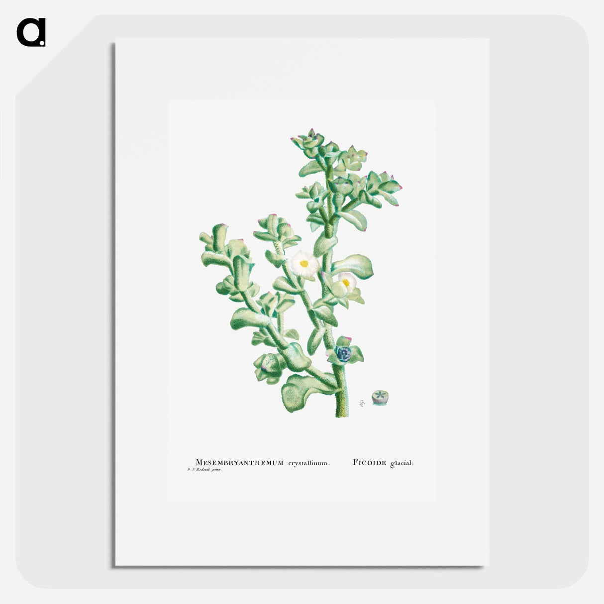 Mesembryanthemum Crystallinum (Common Iceplant) - Pierre-Joseph Redouté Poster.