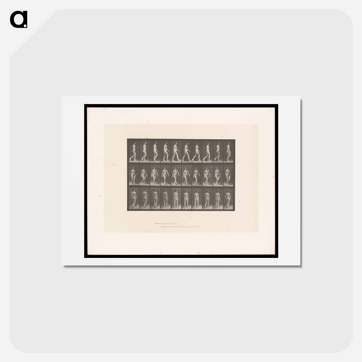 アートポストカード-Woman Walking
- エドワード マイブリッジ Postcard.