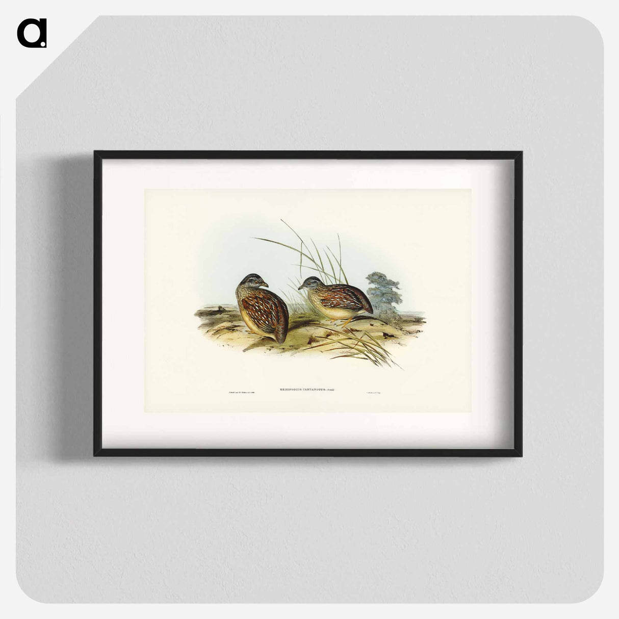 アートポスター-Chestnut-backed Hemipode
- ジョン グールド Poster.