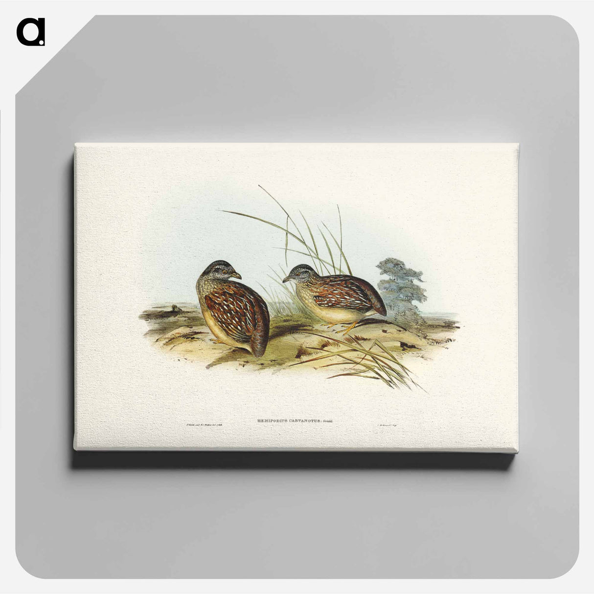 アートパネル-Chestnut-backed Hemipode
- ジョン グールド Canvas.