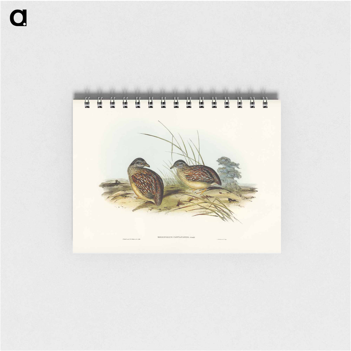 アートメモ帳-Chestnut-backed Hemipode
- ジョン グールド Memo.