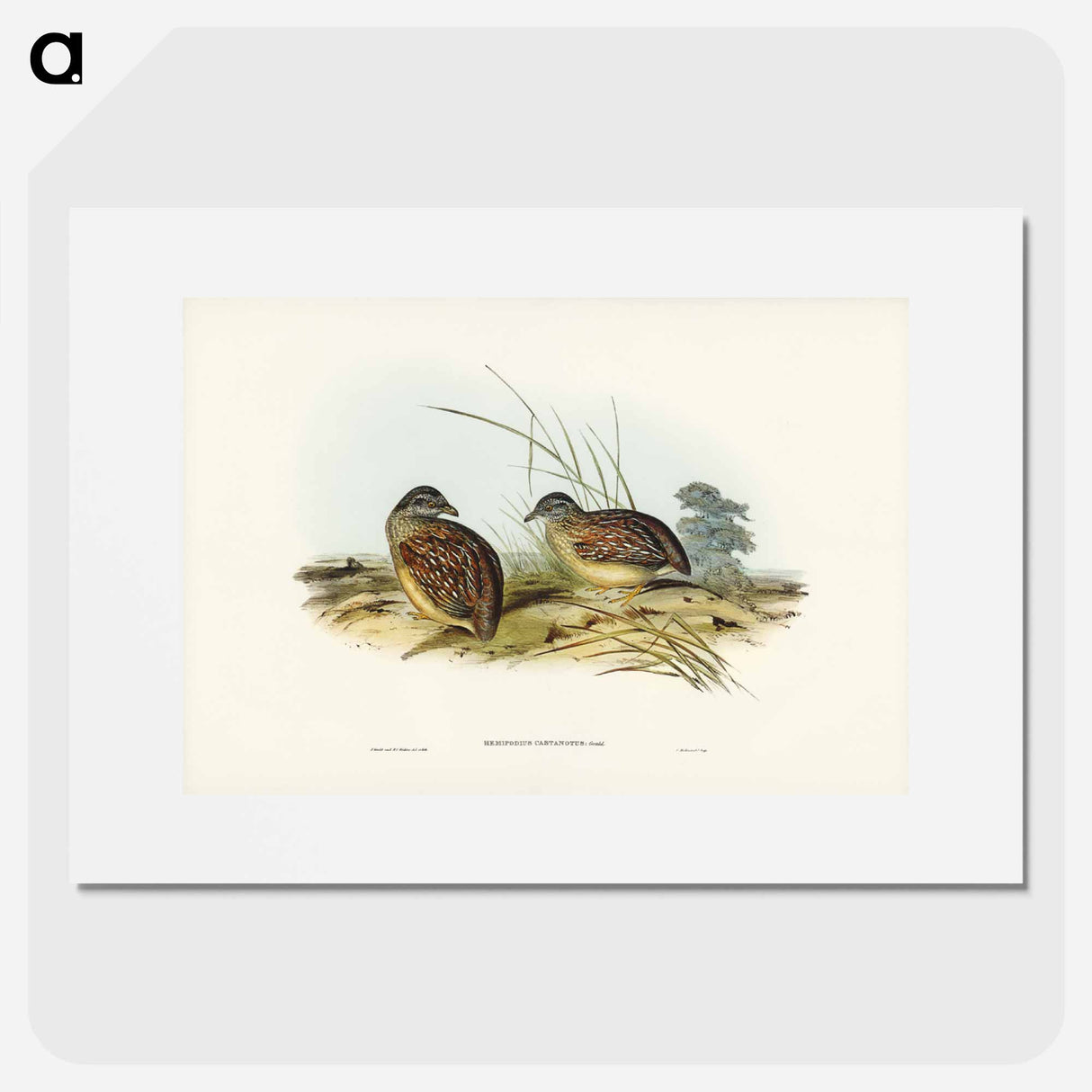 アートポスター-Chestnut-backed Hemipode
- ジョン グールド Poster.