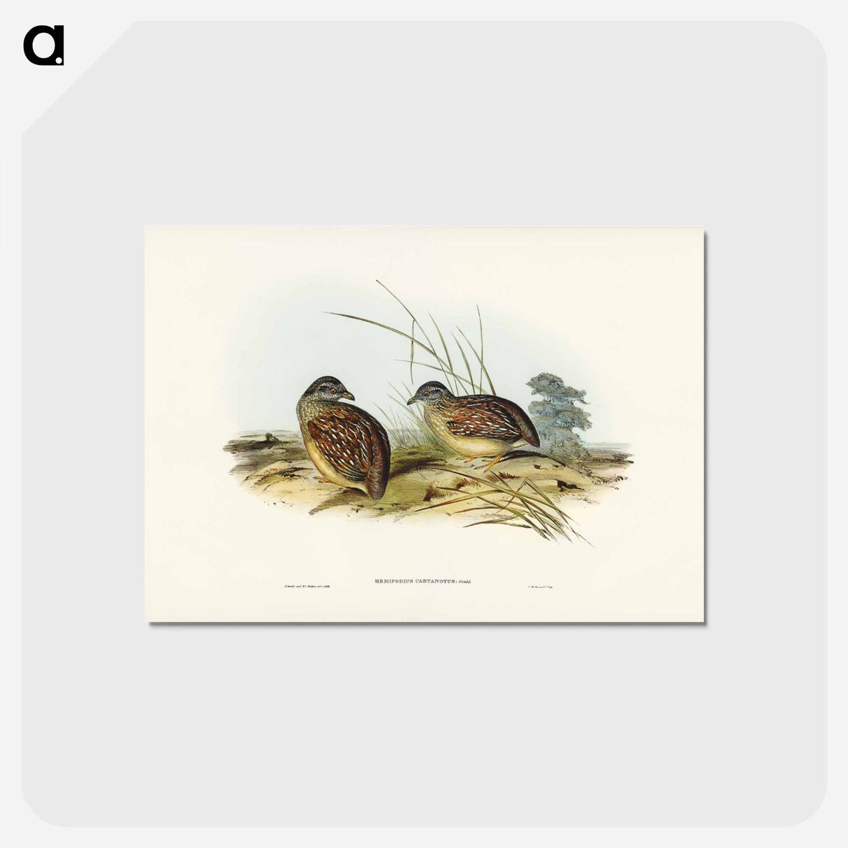 アートポストカード-Chestnut-backed Hemipode
- ジョン グールド Postcard.
