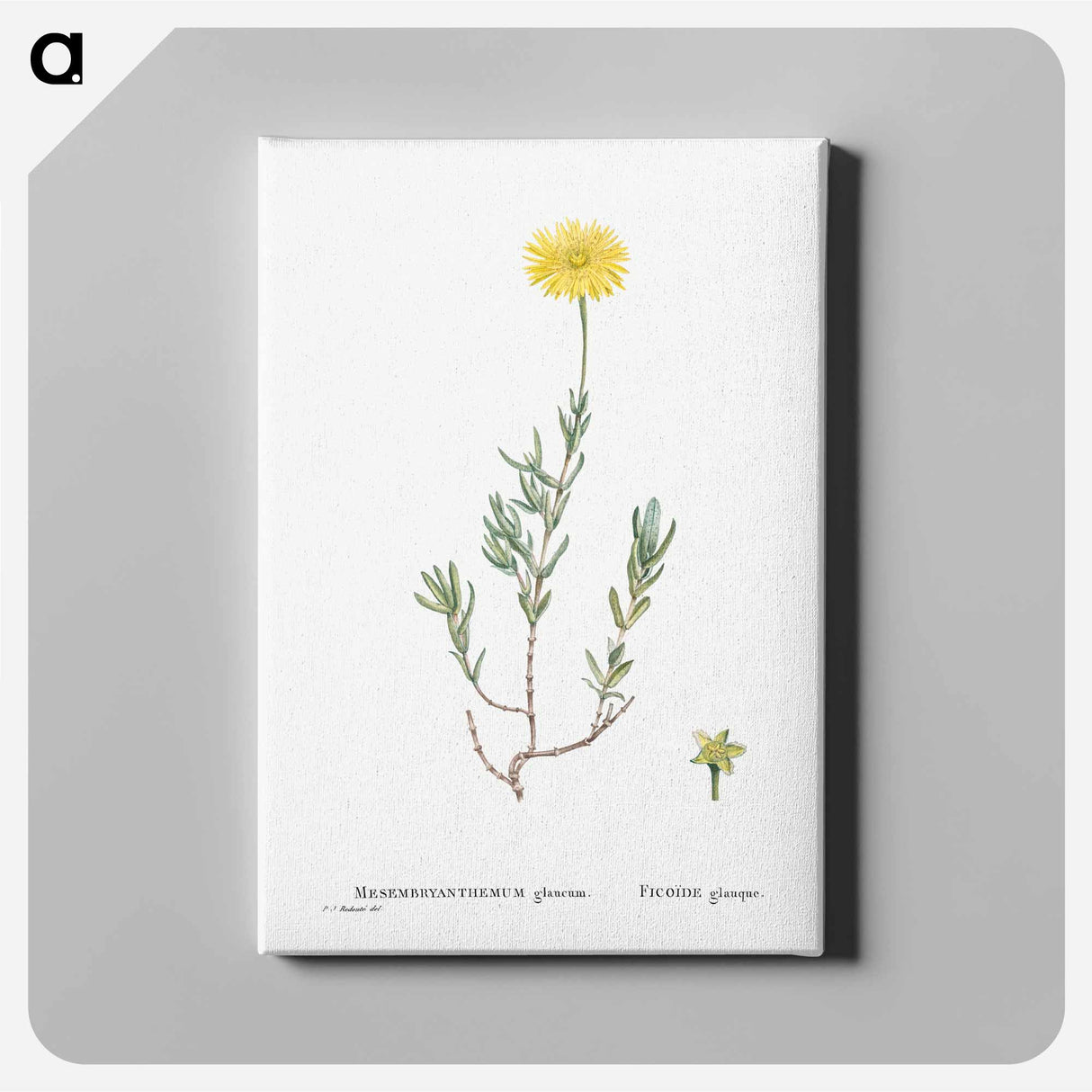 Mesembryanthemum Glaucum (Noon Flowers) - Pierre Joseph Redouté Canvas.