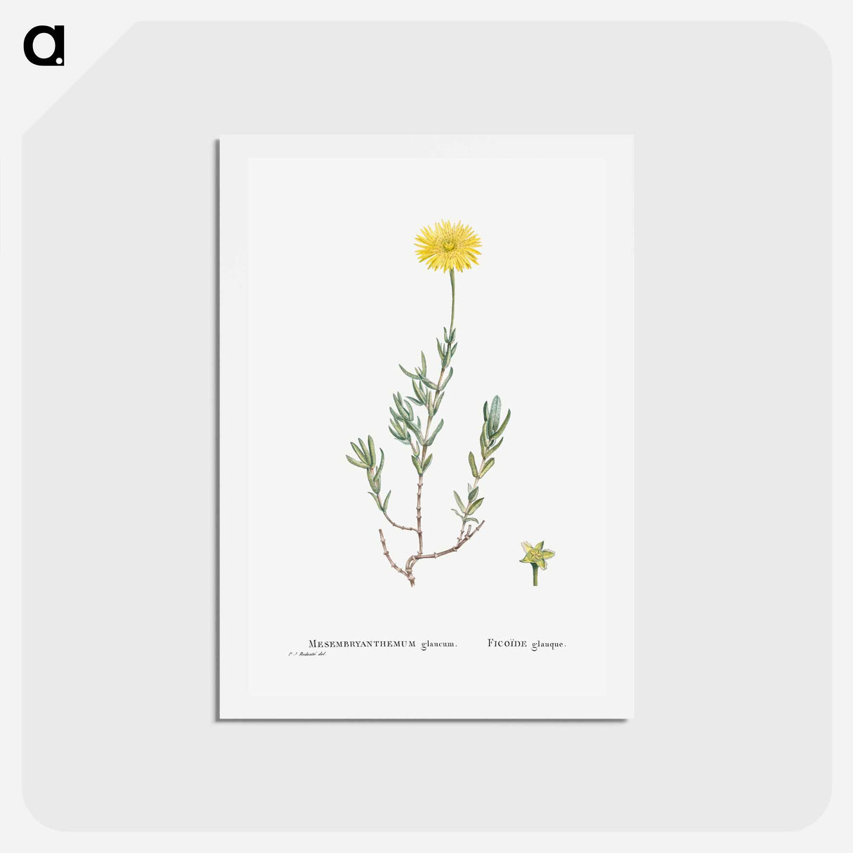 アートポストカード-Mesembryanthemum Glaucum (Noon Flowers) - ピエール ジョゼフ ルドゥーテ Postcard.