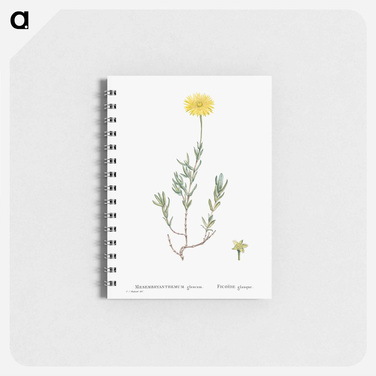 アートメモ帳-Mesembryanthemum Glaucum (Noon Flowers) - ピエール ジョゼフ ルドゥーテ Memo.