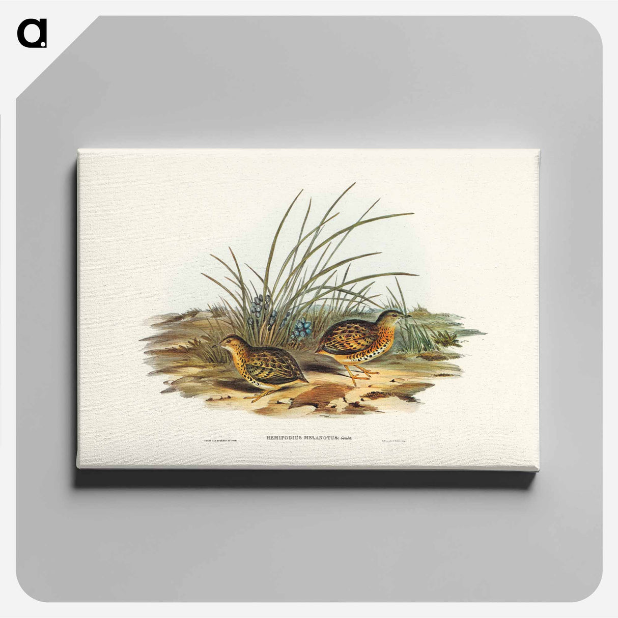 アートパネル-Black-backed Hemipode
- ジョン グールド Canvas.